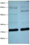 ES1 protein homolog, mitochondrial antibody, LS-B13816, Lifespan Biosciences, Western Blot image 