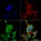 Trafficking Kinesin Protein 2 antibody, LS-C773216, Lifespan Biosciences, Immunocytochemistry image 