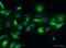 S100 Calcium Binding Protein B antibody, ab41548, Abcam, Immunofluorescence image 