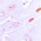 Islet Amyloid Polypeptide antibody, LS-C352341, Lifespan Biosciences, Immunohistochemistry frozen image 