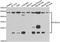 Ubiquitin Conjugating Enzyme E2 H antibody, orb247913, Biorbyt, Western Blot image 