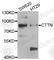 Cortactin antibody, A5795, ABclonal Technology, Western Blot image 