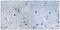 Arrestin domain-containing protein 2 antibody, PA5-38850, Invitrogen Antibodies, Immunohistochemistry paraffin image 