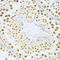 Sirtuin 1 antibody, LS-C746926, Lifespan Biosciences, Immunohistochemistry frozen image 