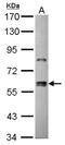 Zinc Finger Protein 133 antibody, NBP2-20963, Novus Biologicals, Western Blot image 