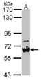 NGFI-A-binding protein 2 antibody, NBP2-19463, Novus Biologicals, Western Blot image 