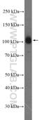 Synaptopodin-2 antibody, 25453-1-AP, Proteintech Group, Western Blot image 