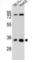Methylenetetrahydrofolate Dehydrogenase (NADP+ Dependent) 2 Like antibody, abx026197, Abbexa, Western Blot image 
