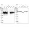 Stress Induced Phosphoprotein 1 antibody, NBP2-32621, Novus Biologicals, Western Blot image 
