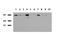SRY-Box 5 antibody, LS-C796723, Lifespan Biosciences, Western Blot image 