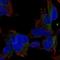 Wnt Ligand Secretion Mediator antibody, NBP2-57299, Novus Biologicals, Immunofluorescence image 