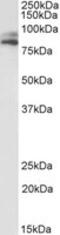 VPS16 Core Subunit Of CORVET And HOPS Complexes antibody, MBS423221, MyBioSource, Western Blot image 