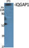 IQ Motif Containing GTPase Activating Protein 1 antibody, GTX34018, GeneTex, Western Blot image 