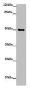 Tubulin Gamma 1 antibody, CSB-PA025334LA01HU, Cusabio, Western Blot image 