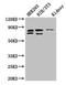 Nucleoporin 85 antibody, LS-C398457, Lifespan Biosciences, Western Blot image 