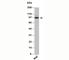 TLR4 Interactor With Leucine Rich Repeats antibody, N1109-100UG, NSJ Bioreagents, Western Blot image 