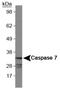 Caspase 7 antibody, MA1-91896, Invitrogen Antibodies, Western Blot image 