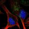 Septin 10 antibody, NBP2-49221, Novus Biologicals, Immunofluorescence image 