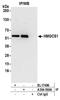 Hydroxymethylglutaryl-CoA synthase, cytoplasmic antibody, A304-590A, Bethyl Labs, Immunoprecipitation image 