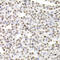 SRY-Box 5 antibody, LS-C346170, Lifespan Biosciences, Immunohistochemistry paraffin image 