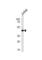 Autophagy Related 4B Cysteine Peptidase antibody, abx034993, Abbexa, Western Blot image 