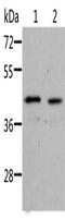 NGG1 Interacting Factor 3 Like 1 antibody, CSB-PA076874, Cusabio, Western Blot image 