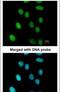 Flap Structure-Specific Endonuclease 1 antibody, PA5-27518, Invitrogen Antibodies, Immunofluorescence image 