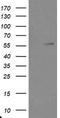 TRAF Interacting Protein antibody, TA800074, Origene, Western Blot image 