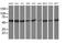 Tubulin beta-4 chain antibody, MA5-25559, Invitrogen Antibodies, Western Blot image 