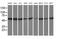 Tubulin Beta 4A Class IVa antibody, MA5-25559, Invitrogen Antibodies, Western Blot image 