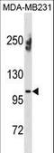 Ectonucleotide Pyrophosphatase/Phosphodiesterase 1 antibody, LS-C157713, Lifespan Biosciences, Western Blot image 