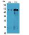 Tubulin alpha-1A chain antibody, STJ96796, St John