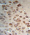 Proprotein Convertase Subtilisin/Kexin Type 9 antibody, LS-C163452, Lifespan Biosciences, Immunohistochemistry frozen image 