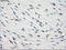 FKBP Prolyl Isomerase 5 antibody, M04182-2, Boster Biological Technology, Immunohistochemistry paraffin image 