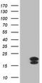 Fibroblast Growth Factor 21 antibody, CF502771, Origene, Western Blot image 