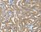 TNF Receptor Superfamily Member 21 antibody, MBS2521933, MyBioSource, Immunohistochemistry frozen image 