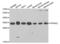 Tyrosine 3-Monooxygenase/Tryptophan 5-Monooxygenase Activation Protein Theta antibody, abx002000, Abbexa, Western Blot image 