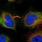 Cortactin Binding Protein 2 antibody, NBP2-32030, Novus Biologicals, Immunofluorescence image 