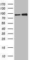 NFKB Repressing Factor antibody, LS-C790793, Lifespan Biosciences, Western Blot image 