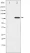 BMX Non-Receptor Tyrosine Kinase antibody, abx010335, Abbexa, Western Blot image 