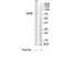 Glucosamine (UDP-N-Acetyl)-2-Epimerase/N-Acetylmannosamine Kinase antibody, TA315006, Origene, Western Blot image 