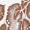 Melanoma inhibitory activity protein 2 antibody, NBP2-33754, Novus Biologicals, Immunohistochemistry frozen image 