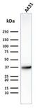 Solute Carrier Family 2 Member 1 antibody, NBP2-75786, Novus Biologicals, Western Blot image 