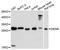 Density Regulated Re-Initiation And Release Factor antibody, A13699, ABclonal Technology, Western Blot image 