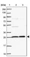 EP300 Interacting Inhibitor Of Differentiation 1 antibody, PA5-62323, Invitrogen Antibodies, Western Blot image 