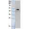 p53 antibody, LS-C387339, Lifespan Biosciences, Western Blot image 