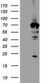 N-Myristoyltransferase 2 antibody, TA504158, Origene, Western Blot image 