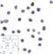 Lymphocyte Activating 3 antibody, RF16088, ProSci, Immunocytochemistry image 