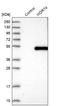 WD Repeat Domain 74 antibody, NBP1-84623, Novus Biologicals, Western Blot image 