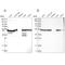 Protein Disulfide Isomerase Family A Member 6 antibody, NBP2-38213, Novus Biologicals, Western Blot image 